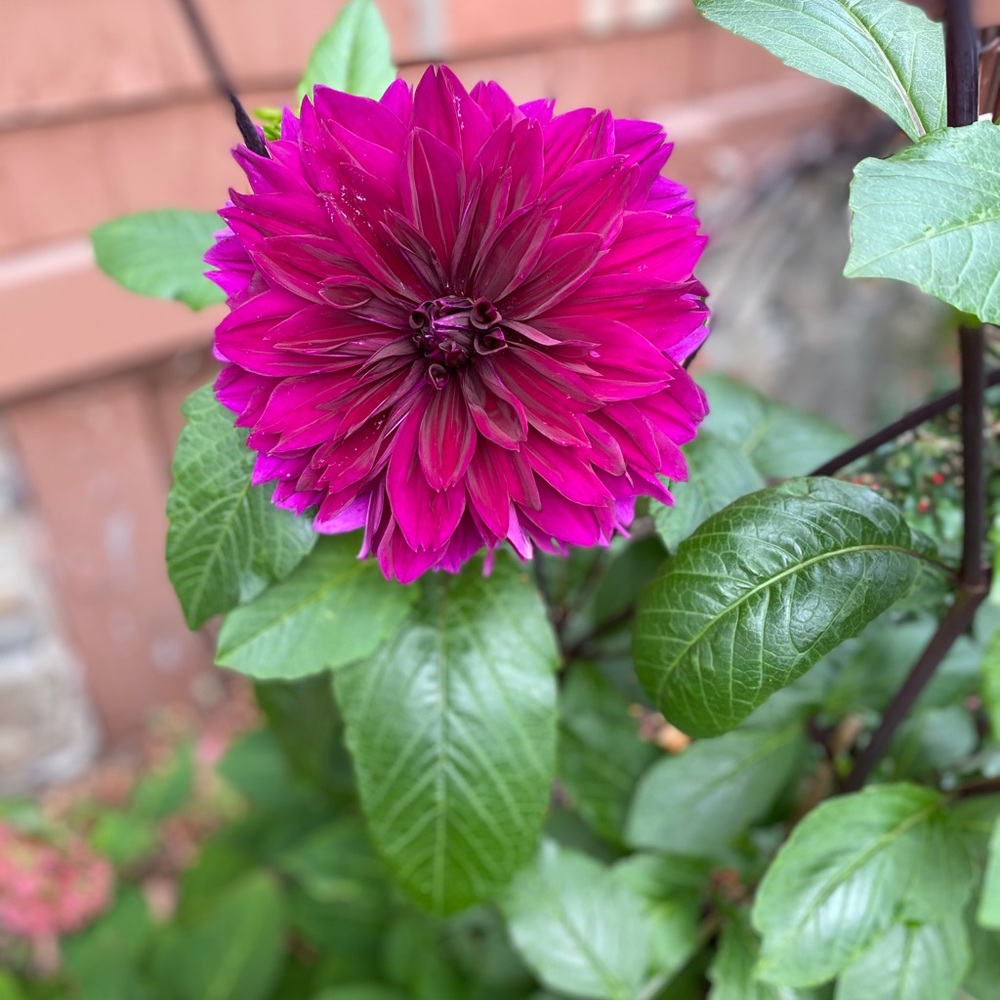 Meet your Posher, Jacquelyn